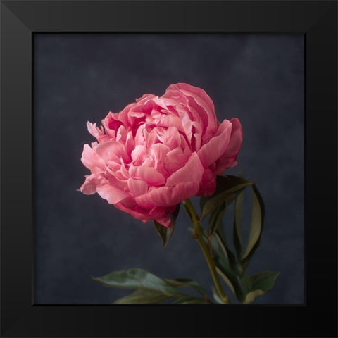 Perfectly Pink Black Modern Wood Framed Art Print by Maclean, Leah