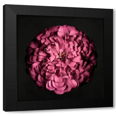 Portrait of a Zinnia I Black Modern Wood Framed Art Print with Double Matting by Maclean, Leah