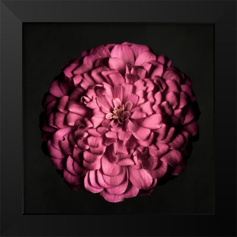 Portrait of a Zinnia I Black Modern Wood Framed Art Print by Maclean, Leah