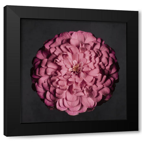 Portrait of a Zinnia II Black Modern Wood Framed Art Print with Double Matting by Maclean, Leah