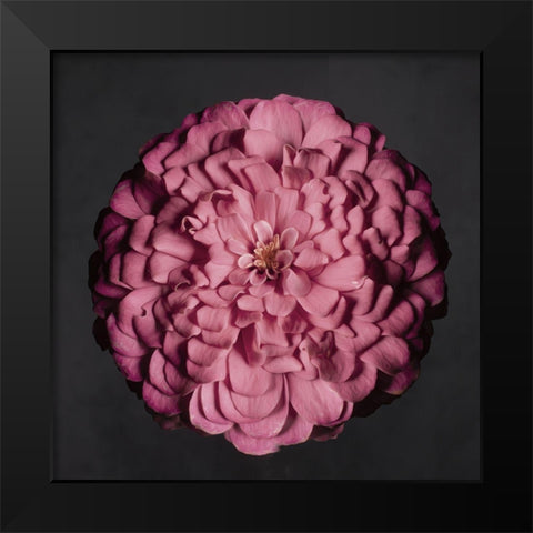 Portrait of a Zinnia II Black Modern Wood Framed Art Print by Maclean, Leah