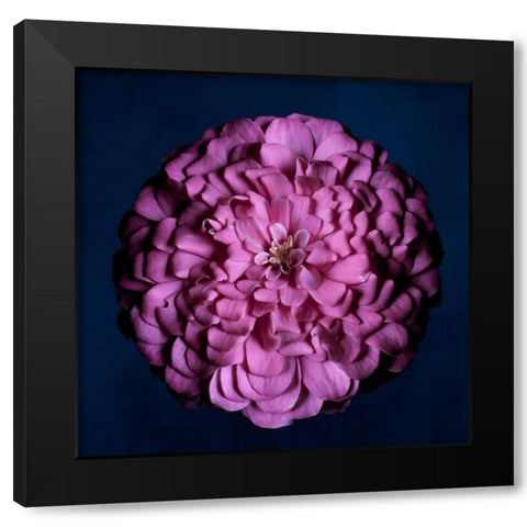 Portrait of a Zinnia III Black Modern Wood Framed Art Print with Double Matting by Maclean, Leah