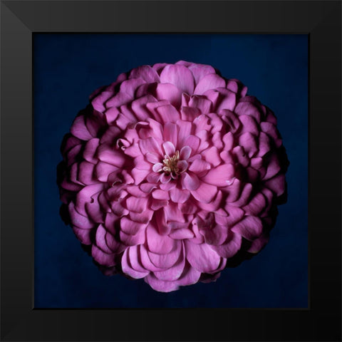Portrait of a Zinnia III Black Modern Wood Framed Art Print by Maclean, Leah