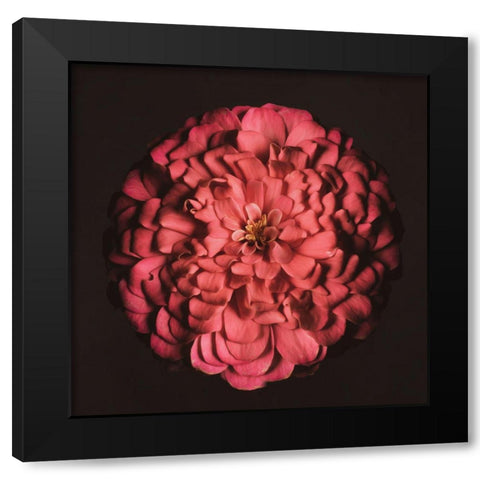 Portrait of a Zinnia IV Black Modern Wood Framed Art Print with Double Matting by Maclean, Leah