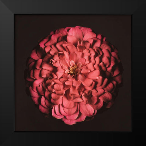 Portrait of a Zinnia IV Black Modern Wood Framed Art Print by Maclean, Leah