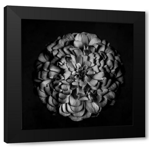 Monochrome Portrait of a Zinnia Black Modern Wood Framed Art Print by Maclean, Leah