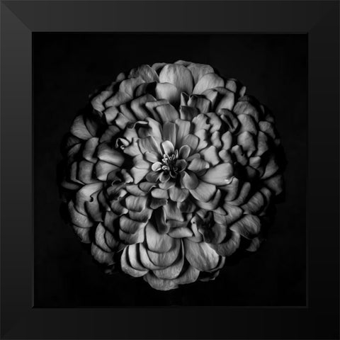 Monochrome Portrait of a Zinnia Black Modern Wood Framed Art Print by Maclean, Leah