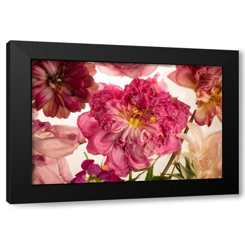 Peony on White Black Modern Wood Framed Art Print by Maclean, Leah