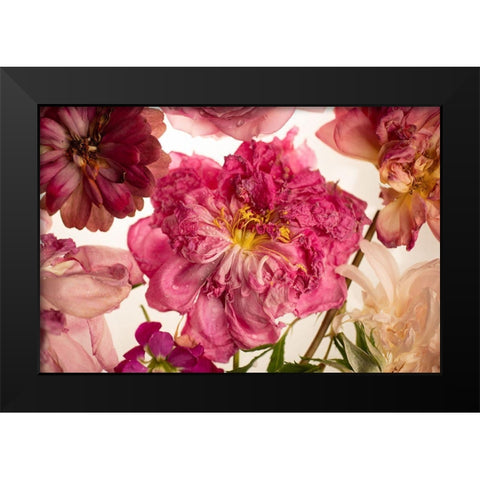 Peony on White Black Modern Wood Framed Art Print by Maclean, Leah