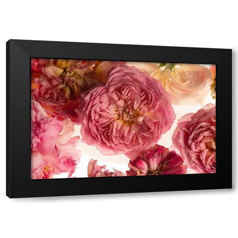 Rose on White Black Modern Wood Framed Art Print with Double Matting by Maclean, Leah