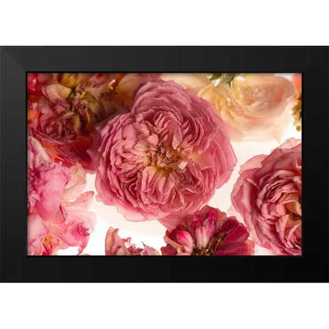 Rose on White Black Modern Wood Framed Art Print by Maclean, Leah