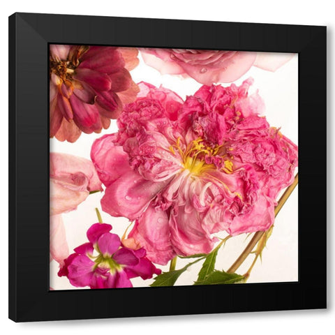 Peony Dream on White Black Modern Wood Framed Art Print with Double Matting by Maclean, Leah