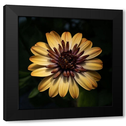 Sunny Bloom Black Modern Wood Framed Art Print with Double Matting by Maclean, Leah