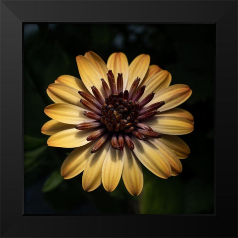 Sunny Bloom Black Modern Wood Framed Art Print by Maclean, Leah