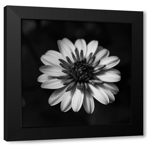 Sunny Bloom Monochrome Black Modern Wood Framed Art Print by Maclean, Leah