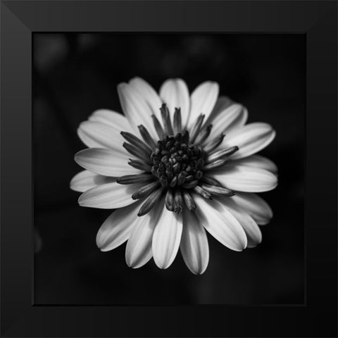 Sunny Bloom Monochrome Black Modern Wood Framed Art Print by Maclean, Leah
