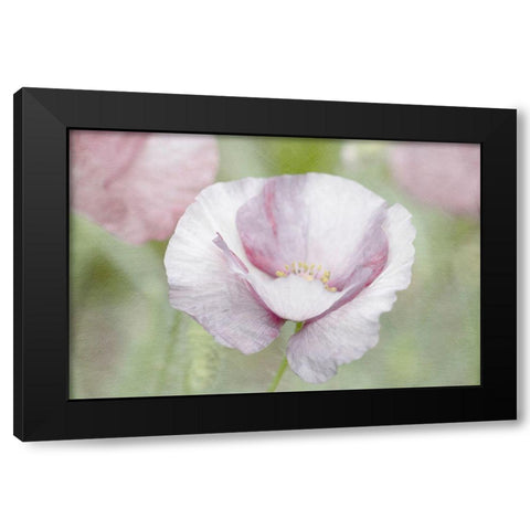 Soft Poppy Black Modern Wood Framed Art Print with Double Matting by Stalus, Judy