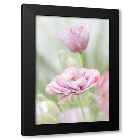 Two Poppies Black Modern Wood Framed Art Print with Double Matting by Stalus, Judy