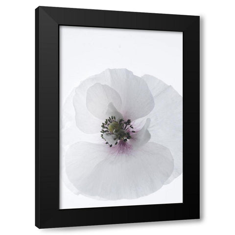 White Poppy Black Modern Wood Framed Art Print by Stalus, Judy