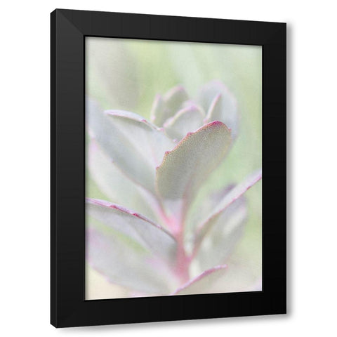 Succelent Black Modern Wood Framed Art Print by Stalus, Judy