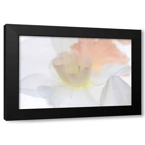 Daffodil Dream Black Modern Wood Framed Art Print by Stalus, Judy