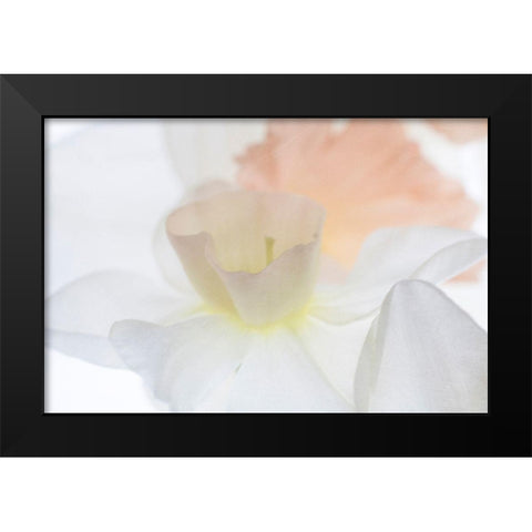 Daffodil Dream Black Modern Wood Framed Art Print by Stalus, Judy