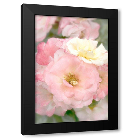 Pink Roses Black Modern Wood Framed Art Print with Double Matting by Stalus, Judy