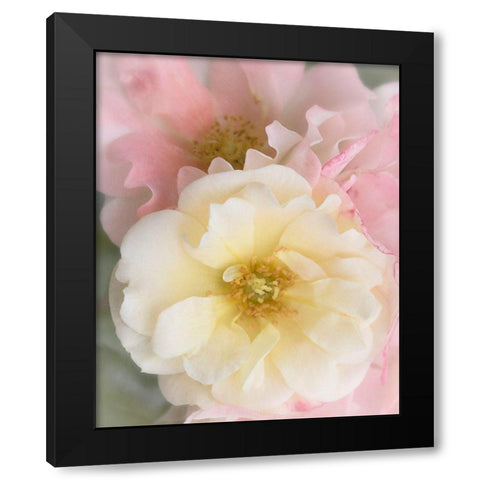 Yellow Rose Black Modern Wood Framed Art Print by Stalus, Judy