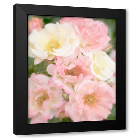 Roses Black Modern Wood Framed Art Print with Double Matting by Stalus, Judy