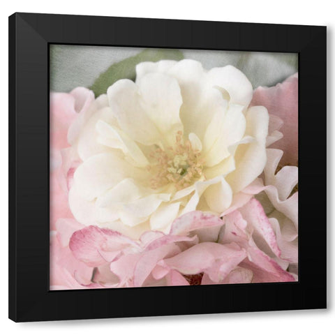 Soft Rose Black Modern Wood Framed Art Print by Stalus, Judy