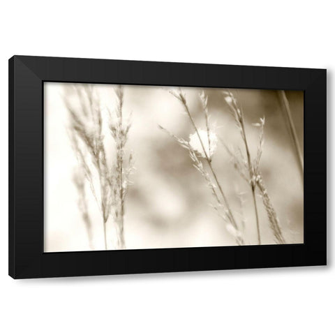 Grass at Dawn Black Modern Wood Framed Art Print by Stalus, Judy