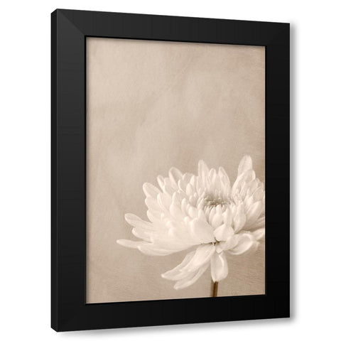 Crysanthemum Black Modern Wood Framed Art Print by Stalus, Judy