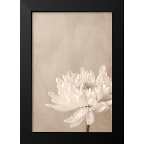 Crysanthemum Black Modern Wood Framed Art Print by Stalus, Judy