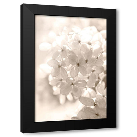 Sunshine Black Modern Wood Framed Art Print with Double Matting by Stalus, Judy