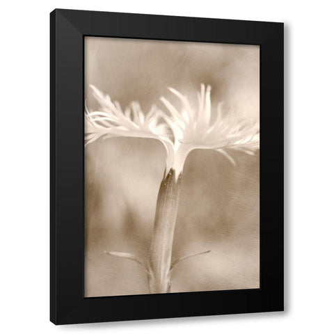 Dianthus Black Modern Wood Framed Art Print by Stalus, Judy