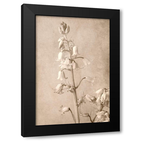 Spanish Bells Black Modern Wood Framed Art Print by Stalus, Judy