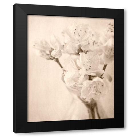 Azalea II Black Modern Wood Framed Art Print with Double Matting by Stalus, Judy
