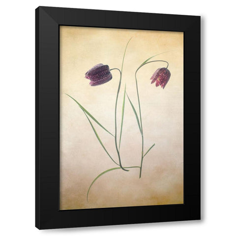 Fritillare I Black Modern Wood Framed Art Print with Double Matting by Stalus, Judy
