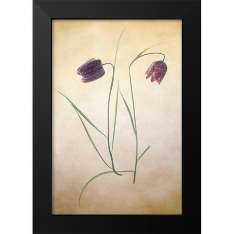 Fritillare I Black Modern Wood Framed Art Print by Stalus, Judy