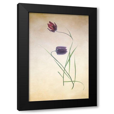 Fritillare III Black Modern Wood Framed Art Print with Double Matting by Stalus, Judy
