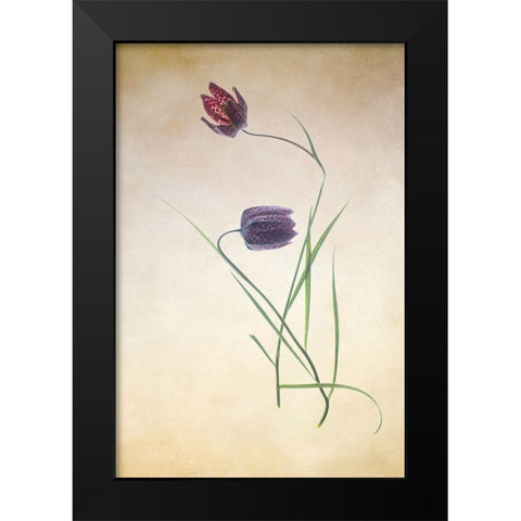 Fritillare III Black Modern Wood Framed Art Print by Stalus, Judy