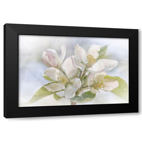 Spring Blossoms Black Modern Wood Framed Art Print by Stalus, Judy