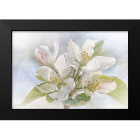 Spring Blossoms Black Modern Wood Framed Art Print by Stalus, Judy