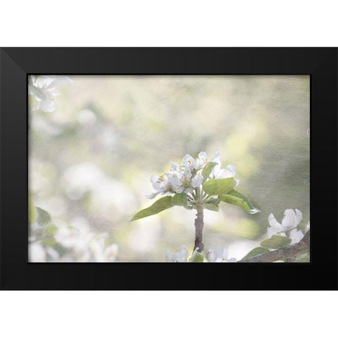 Apple Tree Black Modern Wood Framed Art Print by Stalus, Judy