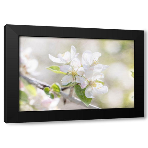 Apple Blossoms Black Modern Wood Framed Art Print with Double Matting by Stalus, Judy