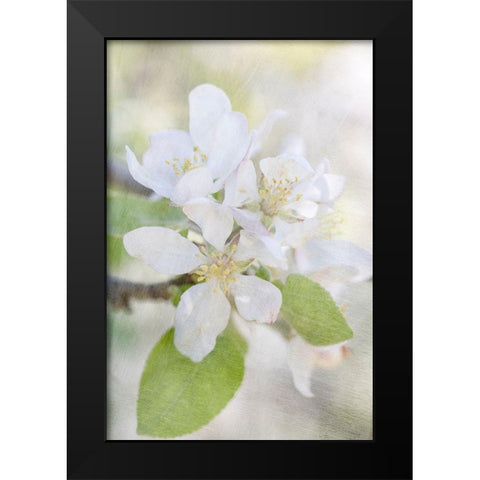 Blooms Black Modern Wood Framed Art Print by Stalus, Judy