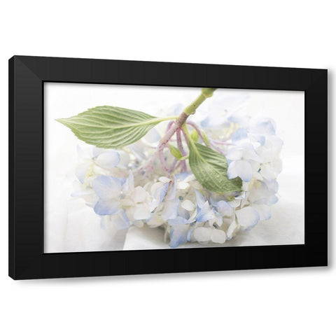 Blue Hydrangea Black Modern Wood Framed Art Print with Double Matting by Stalus, Judy