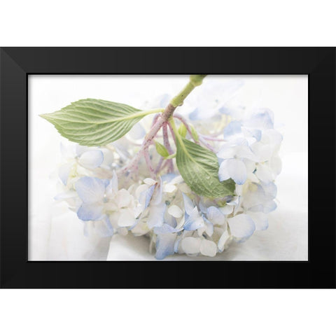 Blue Hydrangea Black Modern Wood Framed Art Print by Stalus, Judy