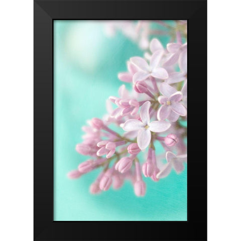 Lilac Black Modern Wood Framed Art Print by Stalus, Judy