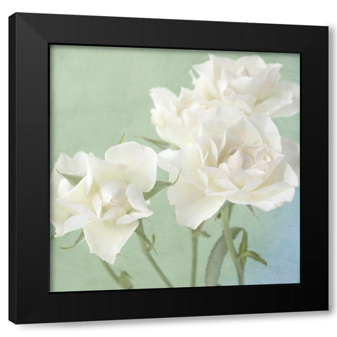 White Rose Black Modern Wood Framed Art Print with Double Matting by Stalus, Judy